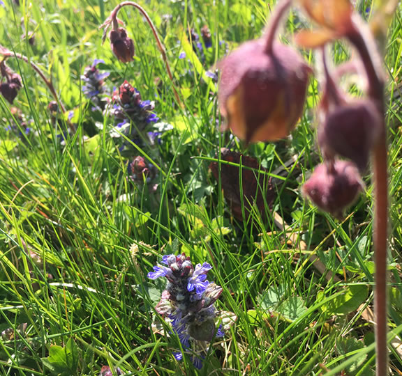 Alkoholfreie Tinkturen