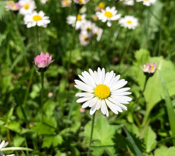 Wildkräuter Nachmittag auf der Strausberghütte  